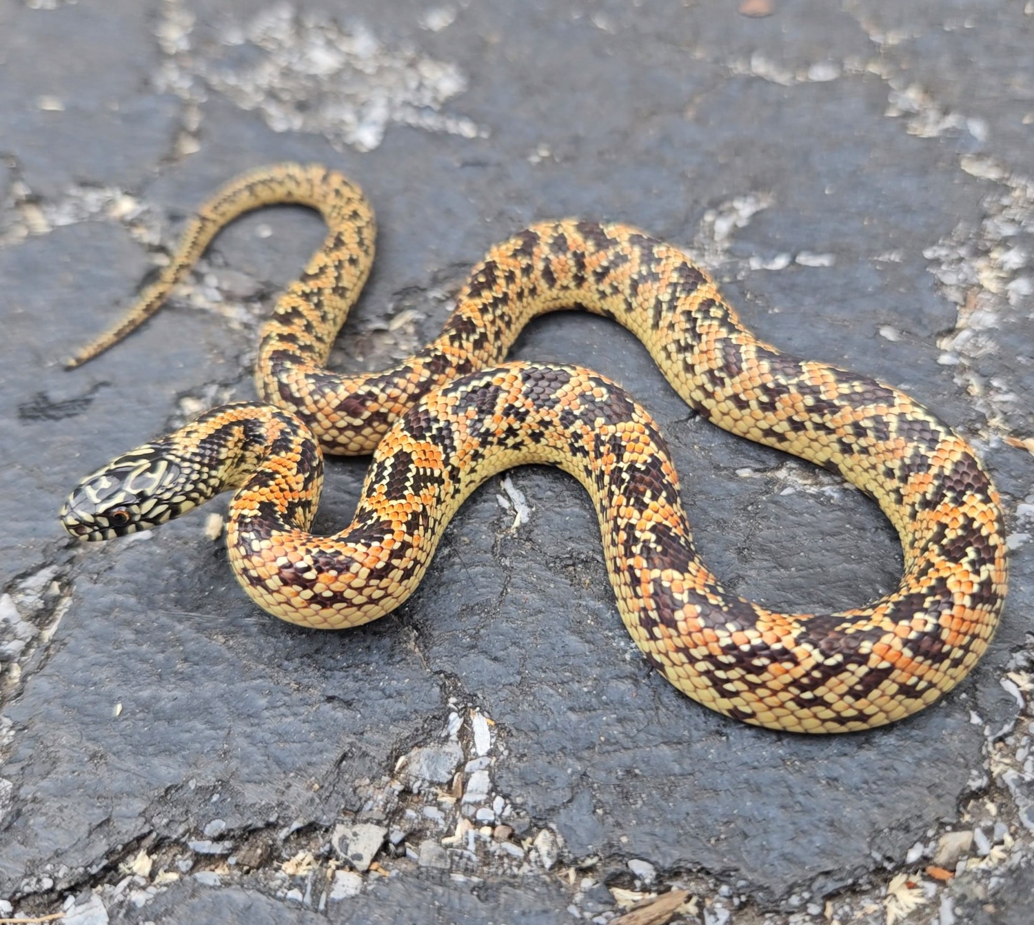 Hypo Mosaic Florida Kingsnake by DIY Serpents MorphMarket