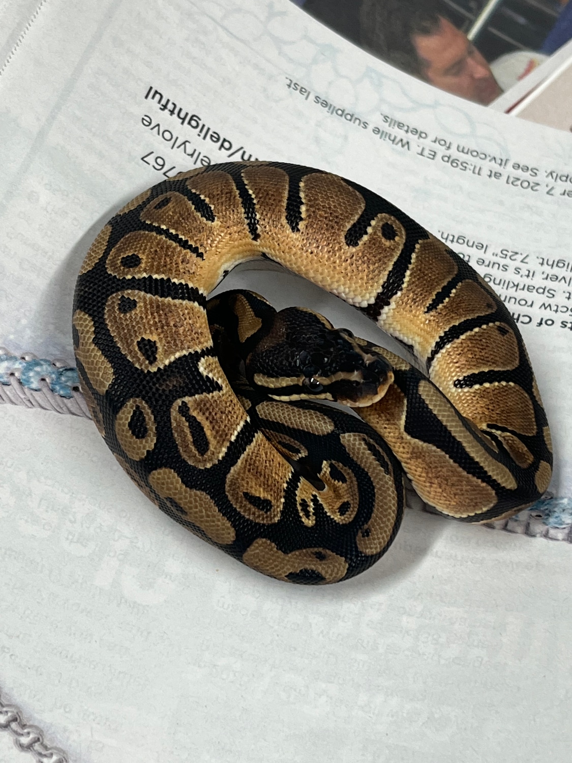 2021 Het Pied Female Ball Python by Transformation Reptiles - MorphMarket