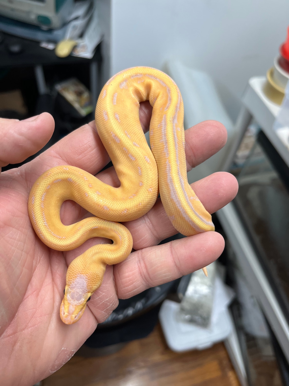 2021 Banana Stripe Male Ball Python by Transformation Reptiles
