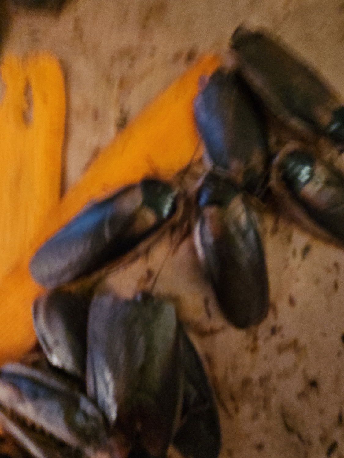 Start Breeding Your Own Dubia Roaches!!! 20 Adult Females & 8 Adult