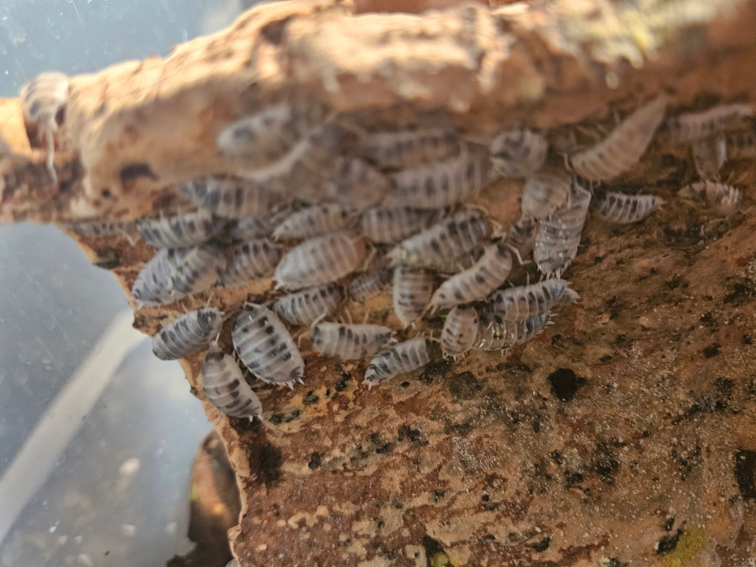 dairy-cow-20-count-isopod-by-jody-s-dream-isopods-morphmarket