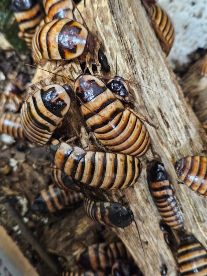 Halloween Hissers 8.00 Pet Only!! Cockroach by Jody's Dream Isopods