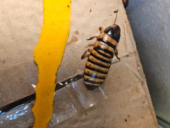 Halloween Hissers 7.00 Pet Only Cockroach by Jody's Dream Isopods