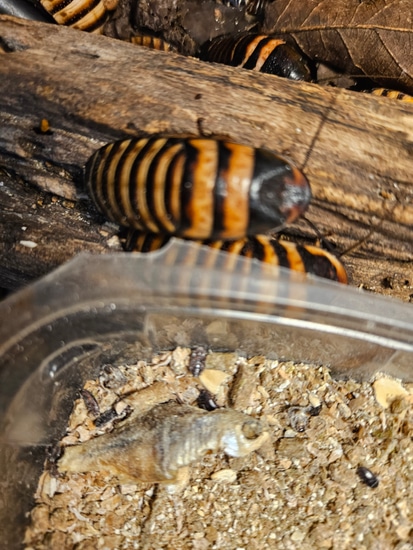 Halloween Hissers Cockroach by Jody's Dream Isopods