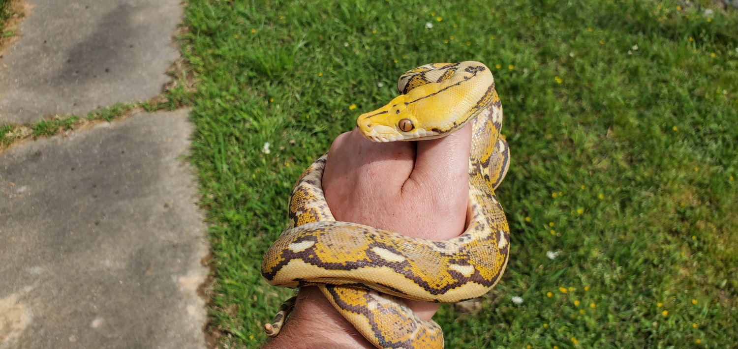 Orange Glow Reticulated Python by A&J Exotics - MorphMarket