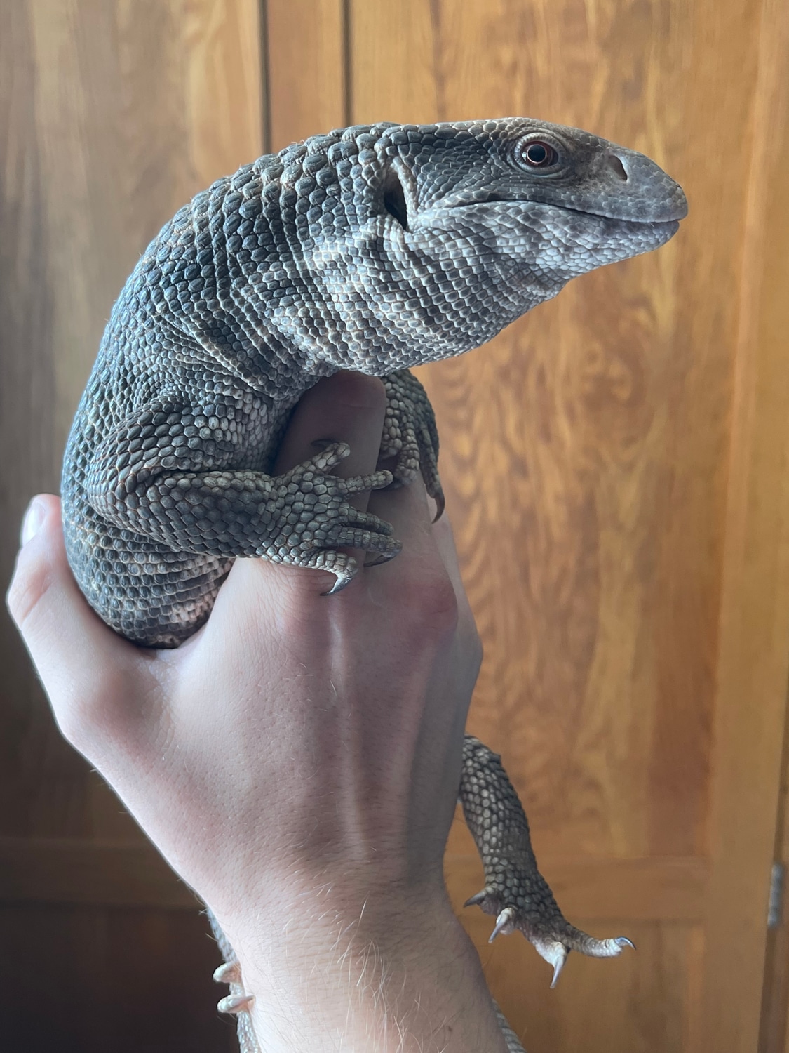 bosc-monitor-lizard-savannah-monitor-by-jbd-exotics-morphmarket