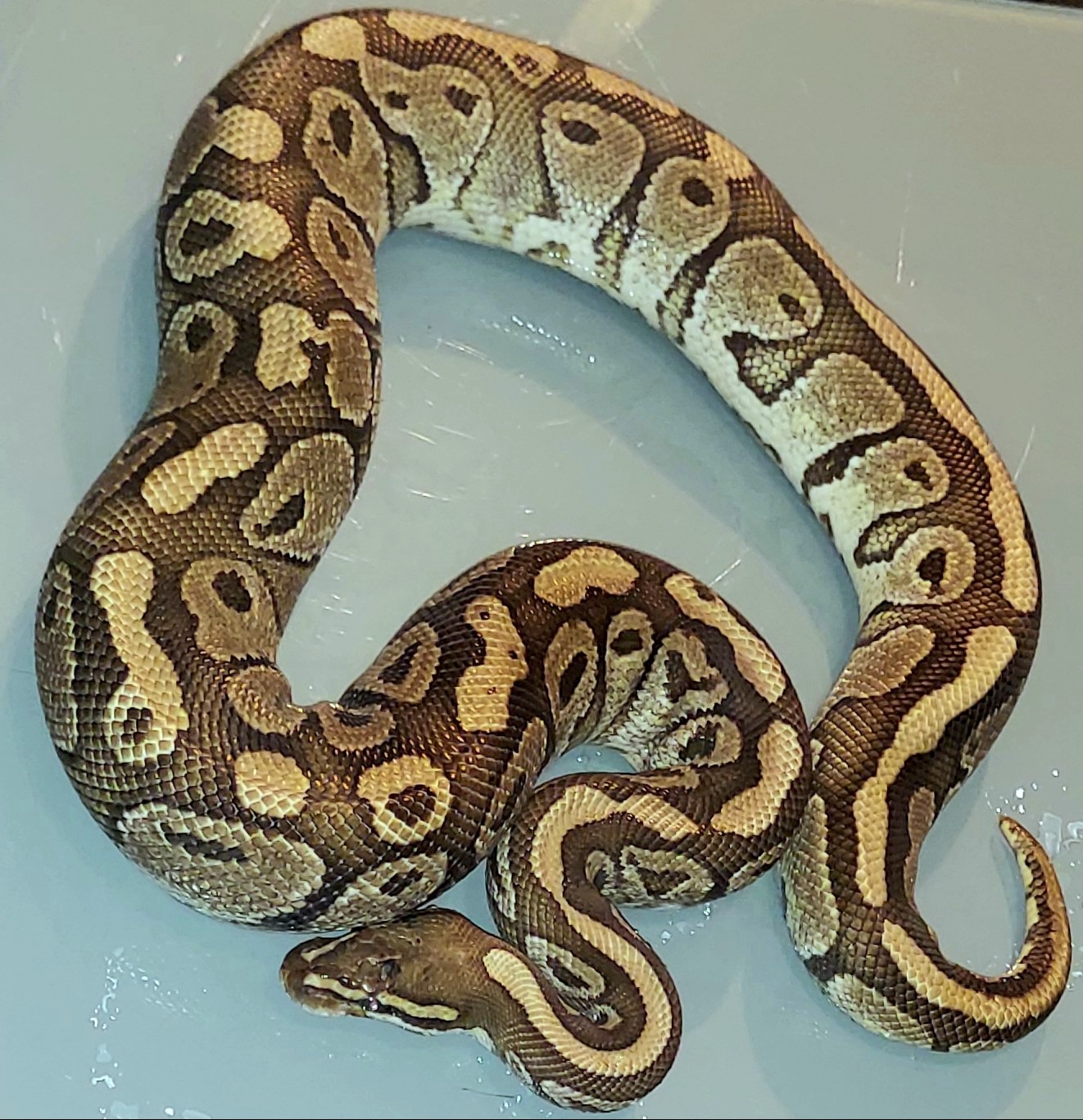 Lesser Ball Python by Paradise Pythons - MorphMarket