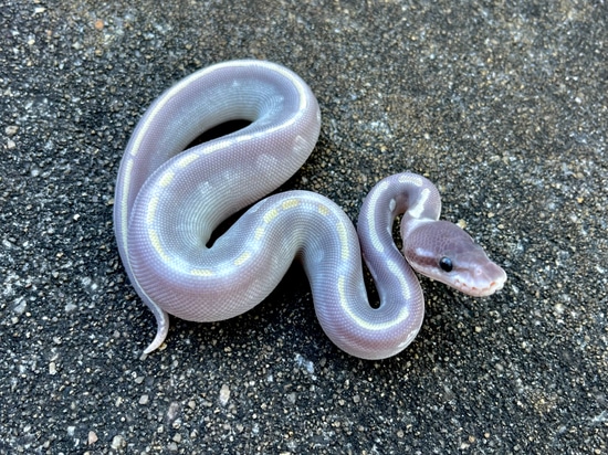Mystic Potion Ball Python by Joe Ellis Reptiles