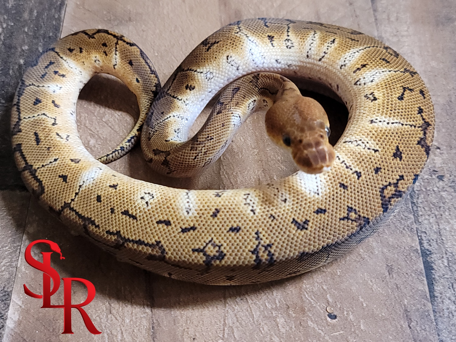 Smiley Face Emoji Pinstripe Clown Ball Python by Seventh Level Reptiles ...