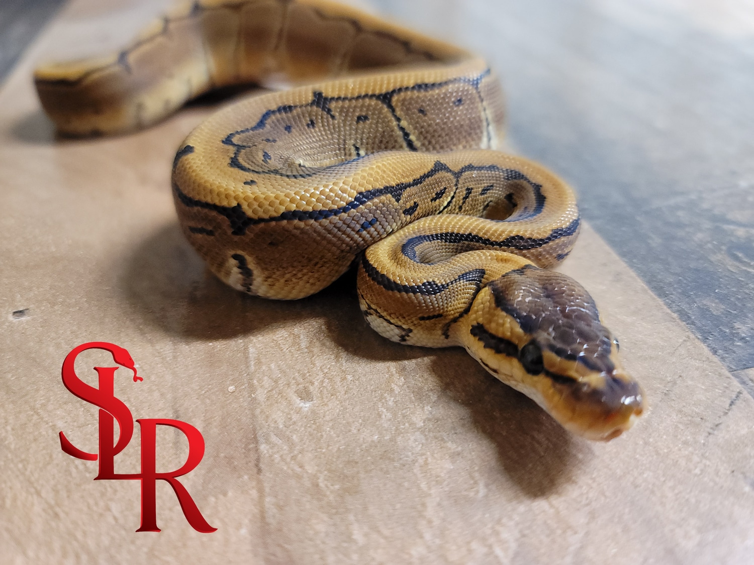 So Clean - Enchi Pinstripe Ball Python by Seventh Level Reptiles ...