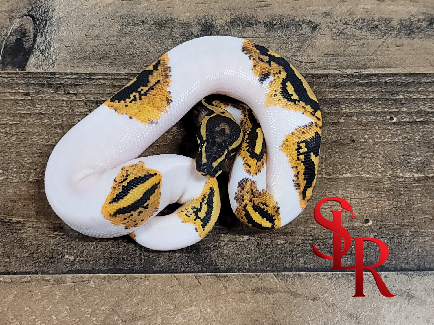Amazing Pumpkin Pied 66% PH Lavender Ball Python by Seventh Level ...