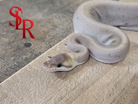 Highly Unique BEL 8Ball Ball Python by Seventh Level Reptiles