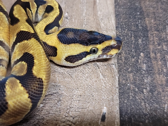 Spicy Super Enchi Ball Python by Seventh Level Reptiles