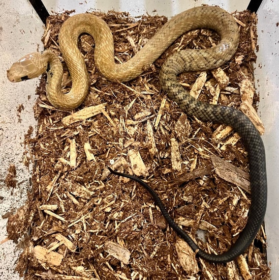 Cribo Snake Holdback Black Tail Cribo 2022 Cribo & Indigo Snakes by Herpetoculture Info