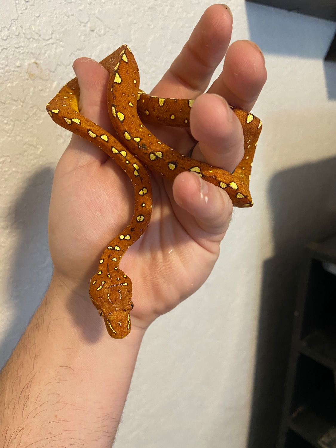 Biak Green Tree Python by Valhalla Exotics - MorphMarket