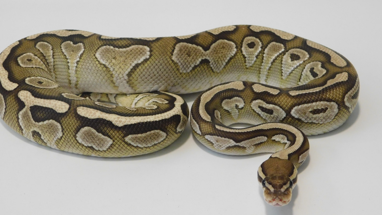 Mojave Pastel Female Ball Python by Valhalla Exotics - MorphMarket