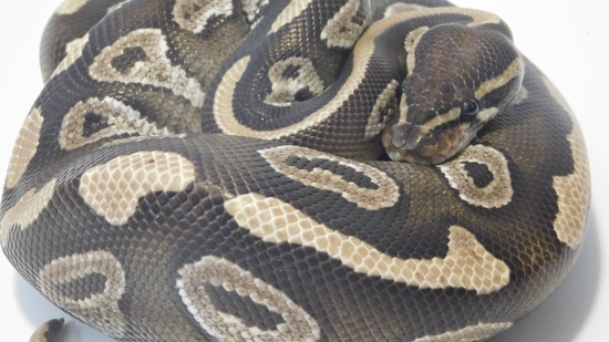 Mojave Ball Python by Valhalla Exotics