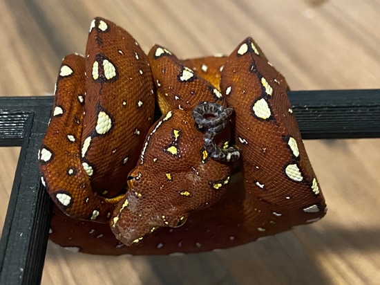 Biak Green Tree Python by Valhalla Exotics