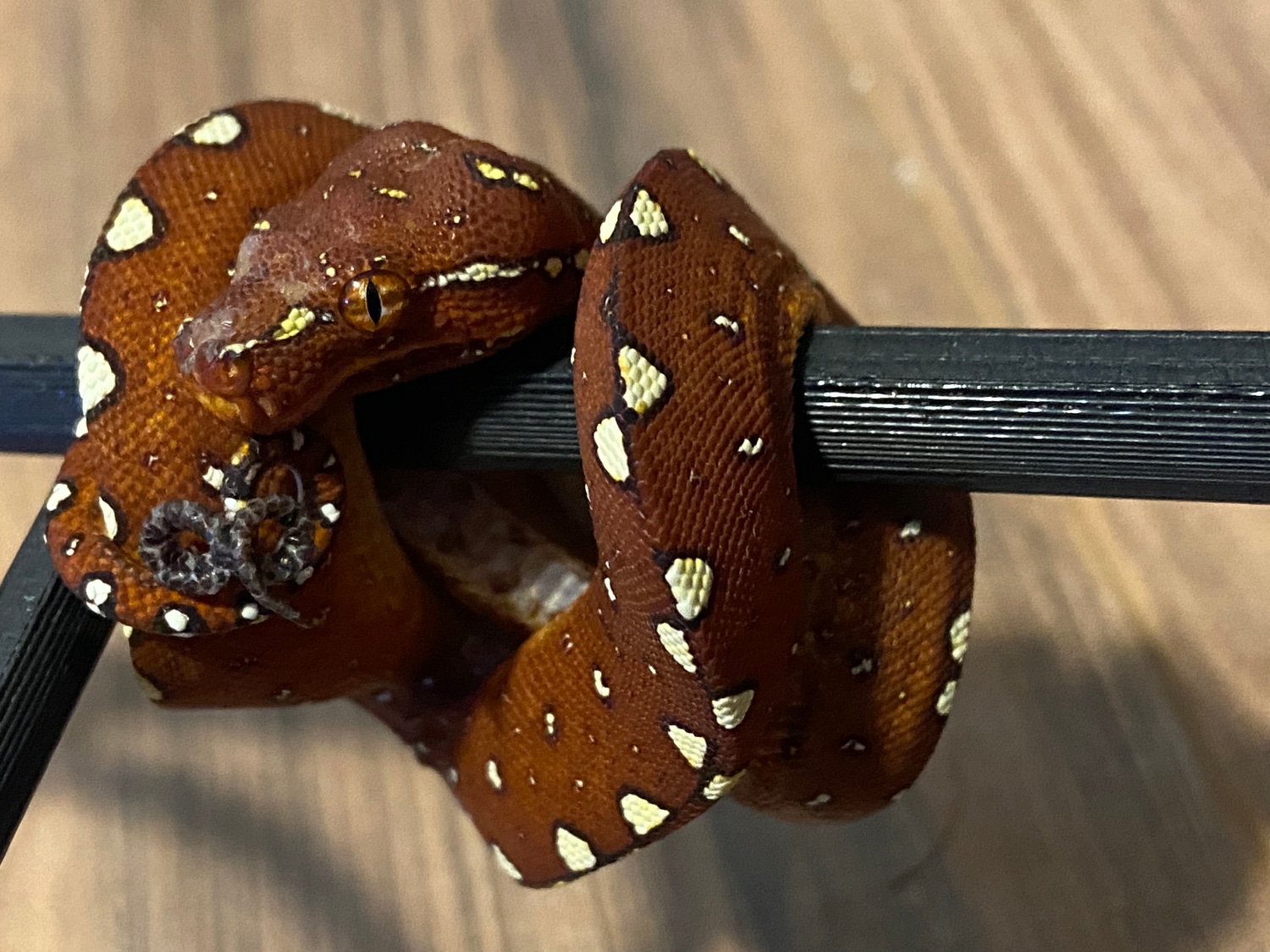 Biak Green Tree Python by Valhalla Exotics - MorphMarket