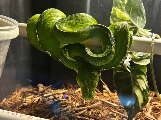 ARU Green Tree Python by Valhalla Exotics