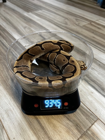Adult Female Vanilla Het For Ghost Female Ball Python by Valhalla Exotics