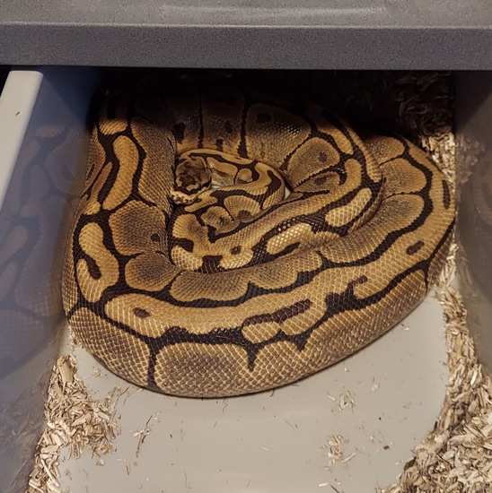Leopard Spider Ball Python Leopard Spider Ball Python by Morph Wizards