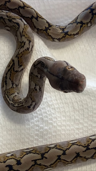 Kalaotoa 100% Super Dwarf Reticulated Python by Joe Ceballos