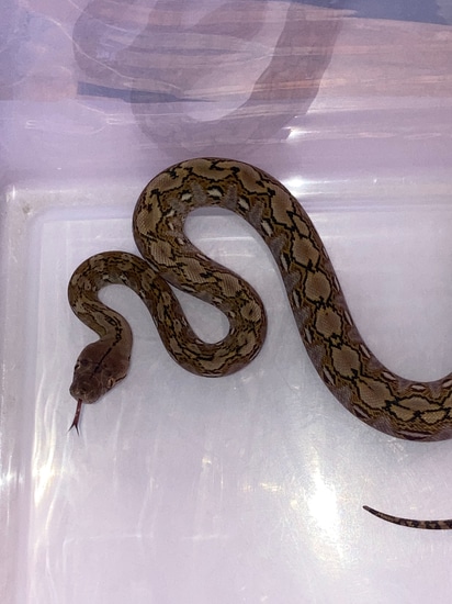 Kalaotoa 100% Super Dwarf Reticulated Python by Joe Ceballos