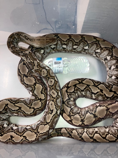 2020 F2 Kalaotoa 100% Super Dwarf Female Reticulated Python by Joe Ceballos
