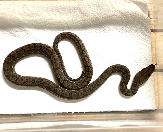 Kalaotoa 100% Super Dwarf Reticulated Python by Joe Ceballos