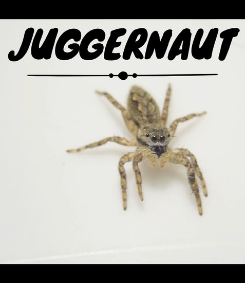 Platycryptus Undatus - Unsexed Juvenile - Juggernaut Jumping Spider by ...