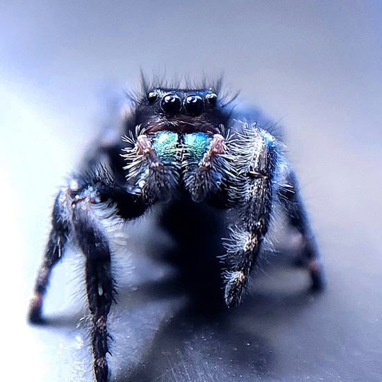 "Bramble" Phidippus Audax-Juvenile Jumping Spider by Joe's Jumpers