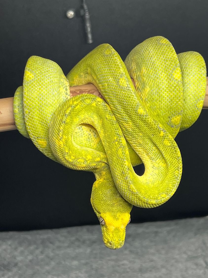 Biak X Biak/Cyclops JW1906 Green Tree Python by BackRoom Balls ...