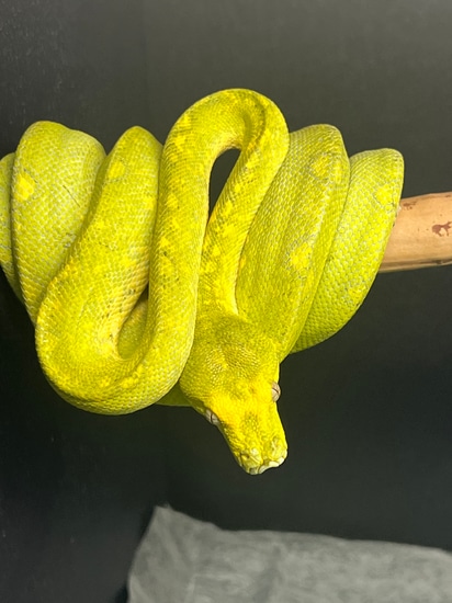Low Reserve For USCBB. Biak X Biak/Cyclops JW1906 Green Tree Python by ...