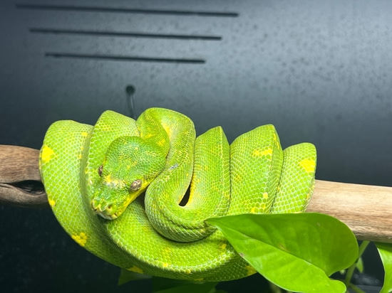 GG 1903 Kronos X Siren Green Tree Python by The Chondro Kid