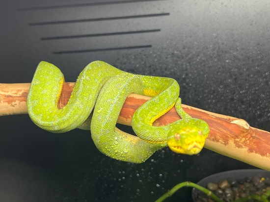 Kronos X Violet GG2123 Green Tree Python by The Chondro Kid