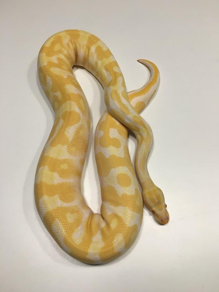 Yellow Belly Albino Het Pied Ball Python by J&M Ball Pythons - MorphMarket