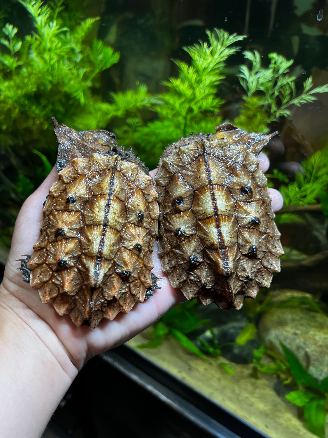 Mata Mata Turtle 45 More Turtle by AquaTerra Exotic Pets MorphMarket