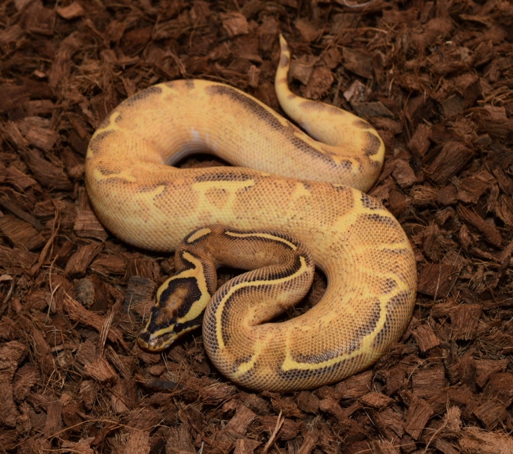 Orange Dream Fire Enchi Freeway Ball Python by Go-Exotic - MorphMarket