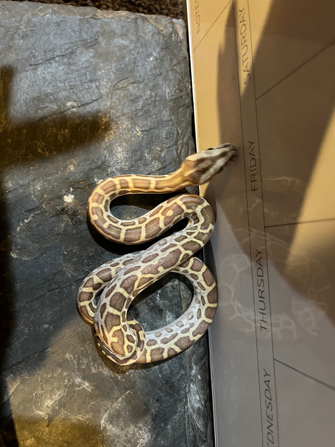 Hypo Burmese Python by Anaconda_keeper - MorphMarket