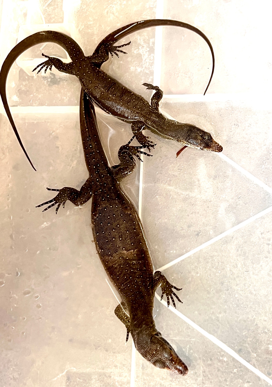 Mertens Water Monitors Other Monitor by Sim Container MorphMarket