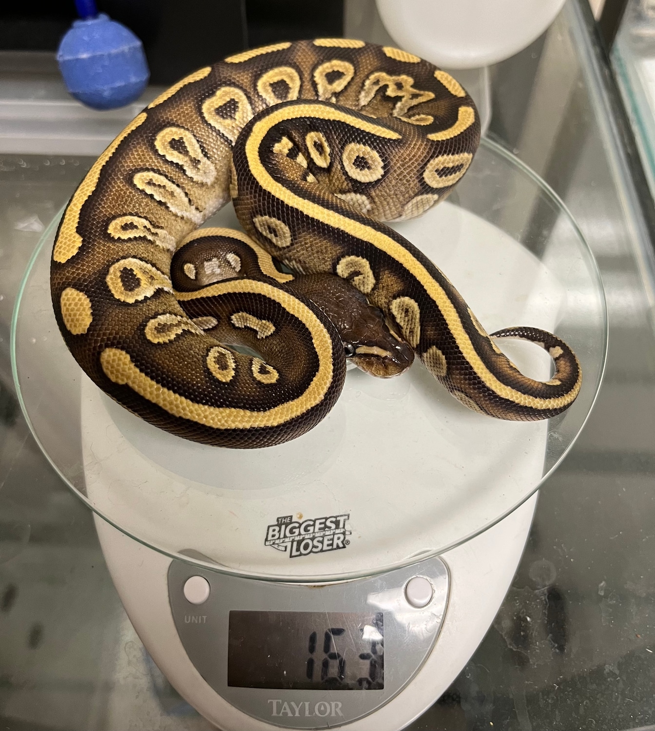 Wookie Lesser Ball Python by Critter Cabin - MorphMarket
