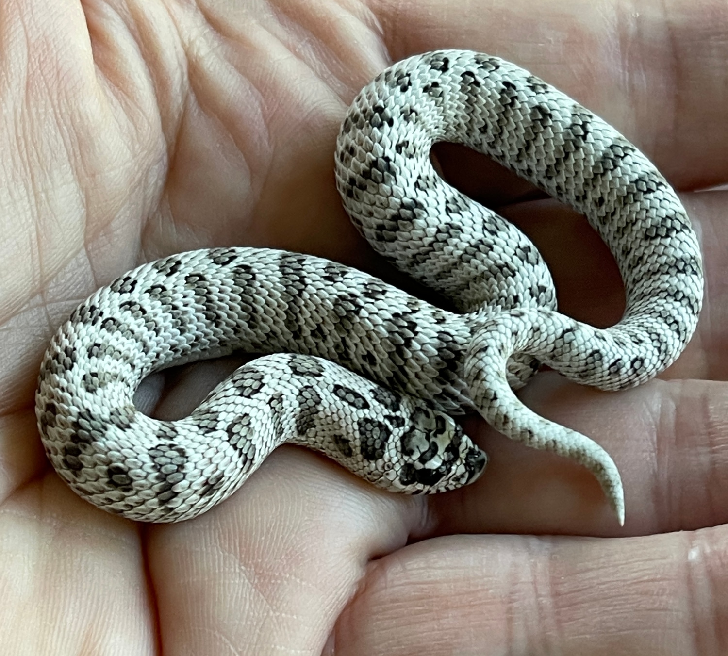 Super Arctic 66% PPA Western Hognose by Designer Morphs - MorphMarket