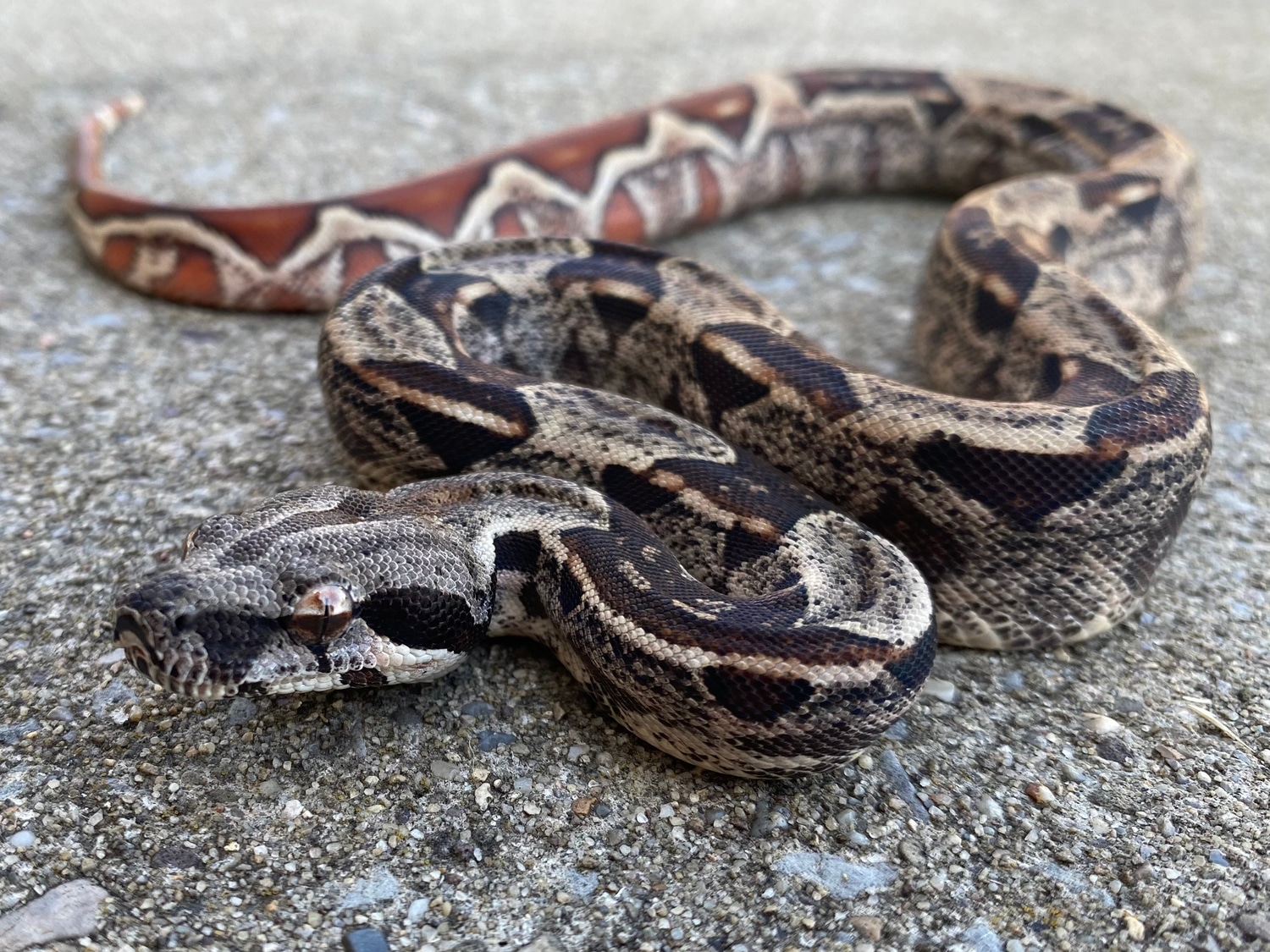 Hypo IMG 100 Het Kahl Albino 50 Het Sterling Boa Constrictor By hypo-img-100-het-kahl-albino-50-het-sterling-boa-constrictor-by