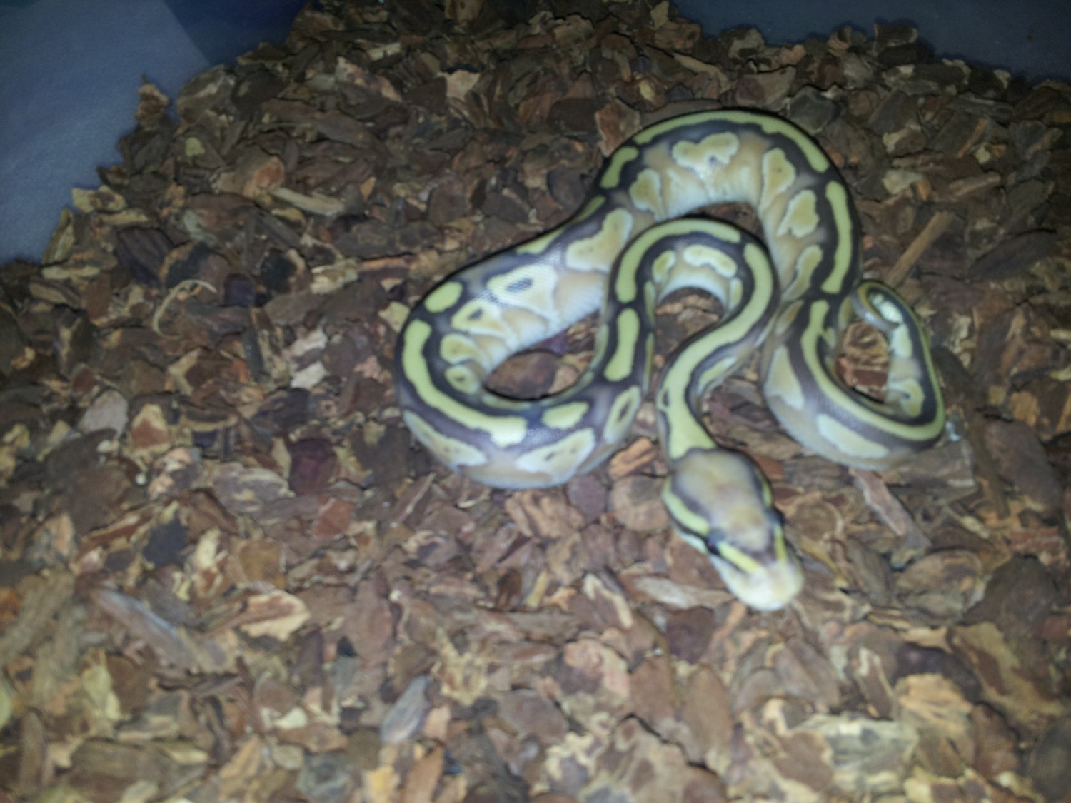 Banana Lesser Ball Python by John Burr MorphMarket