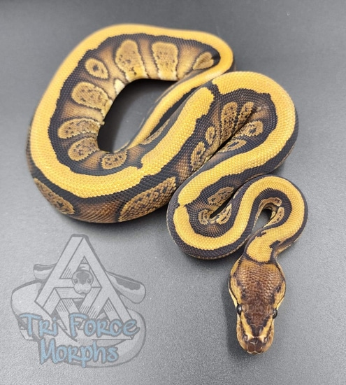 Redstripe Poss. Yellow Belly 100% Het Clown Ball Python by Tri Force Morphs