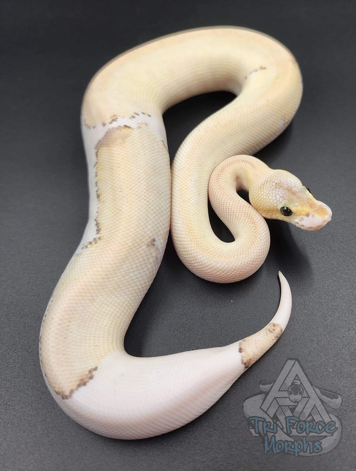 Pastel Black Pastel Champagne Vanilla Cream Or Super Vanilla 100% Het ...