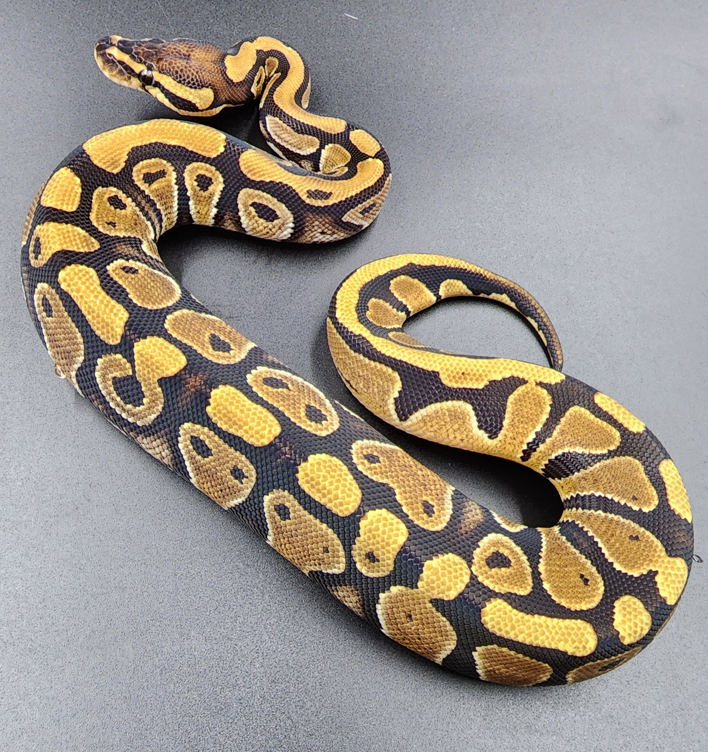 Citron 100% Dbl Het Pied/Clown Ball Python by Tri Force Morphs ...