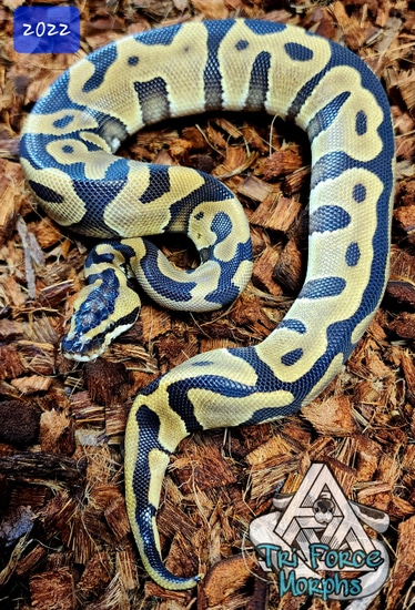 Leopard Enchi Citron 100% Het Clown 50% Het Pied Ball Python by Tri ...