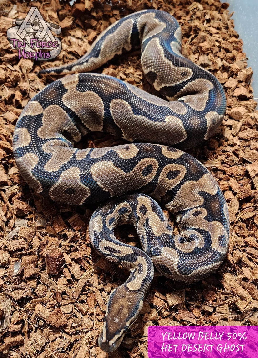 Yellow Belly 50 Het Desert Ghost **FREE SHIPPING** Ball Python by Tri Force Morphs MorphMarket